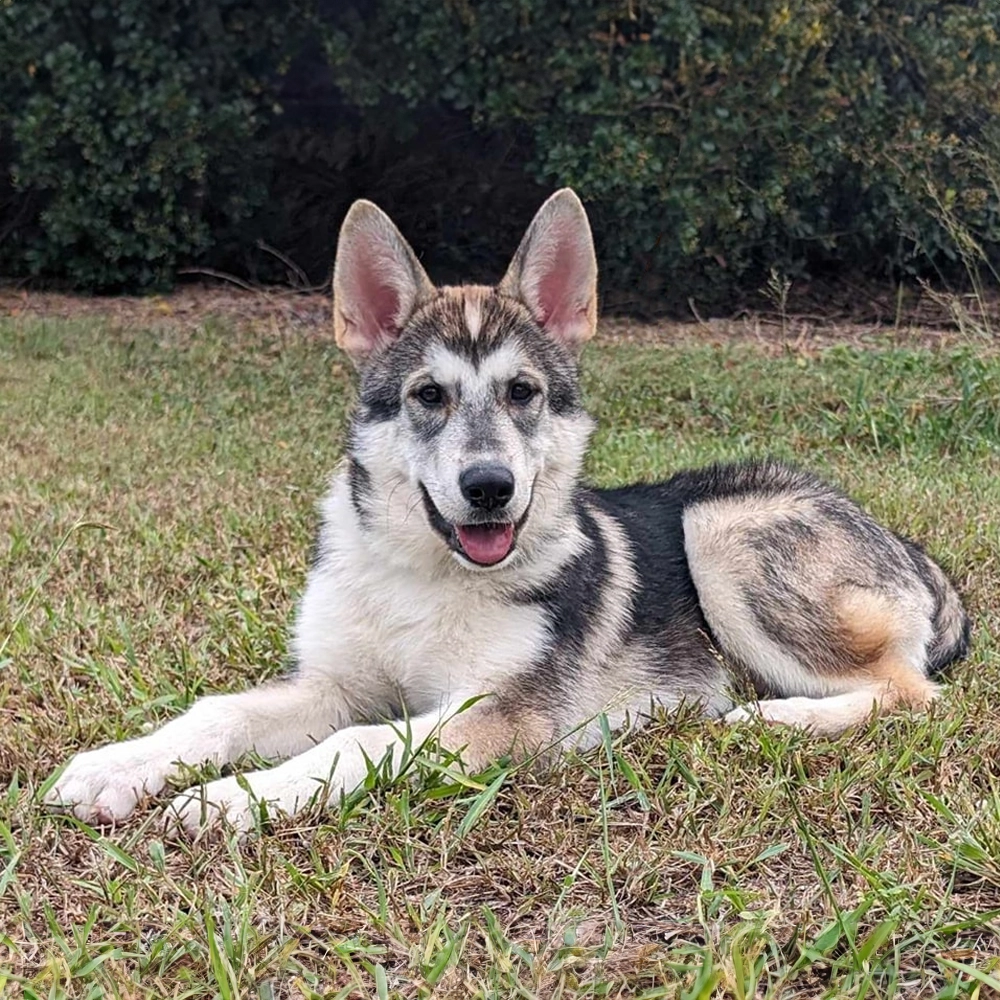 Dominant Black Domino
