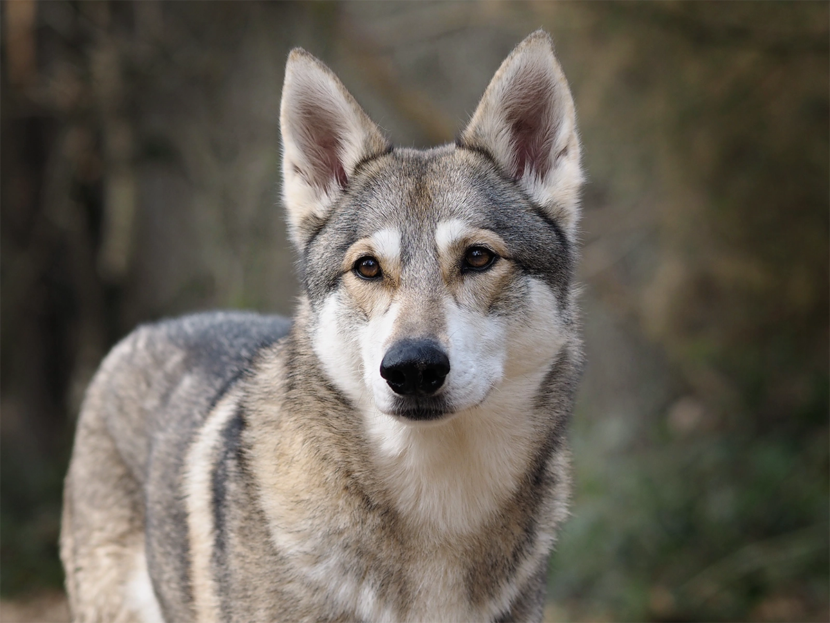 Headshot - facing forward