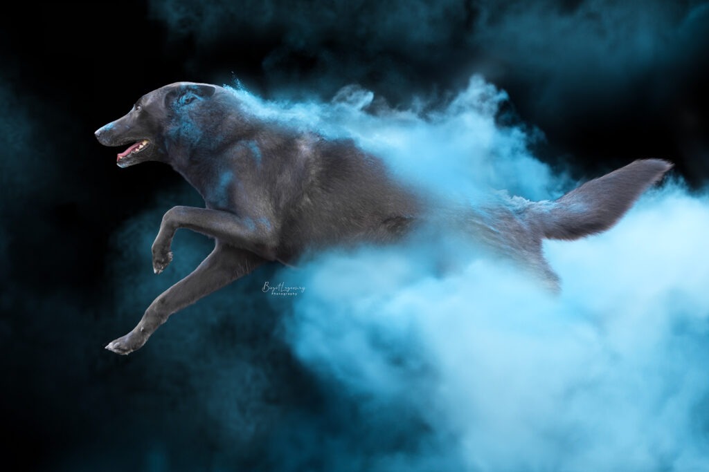 Don Diablo van de Wolvenweide