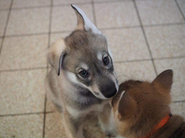 Coefficient of Inbreeding