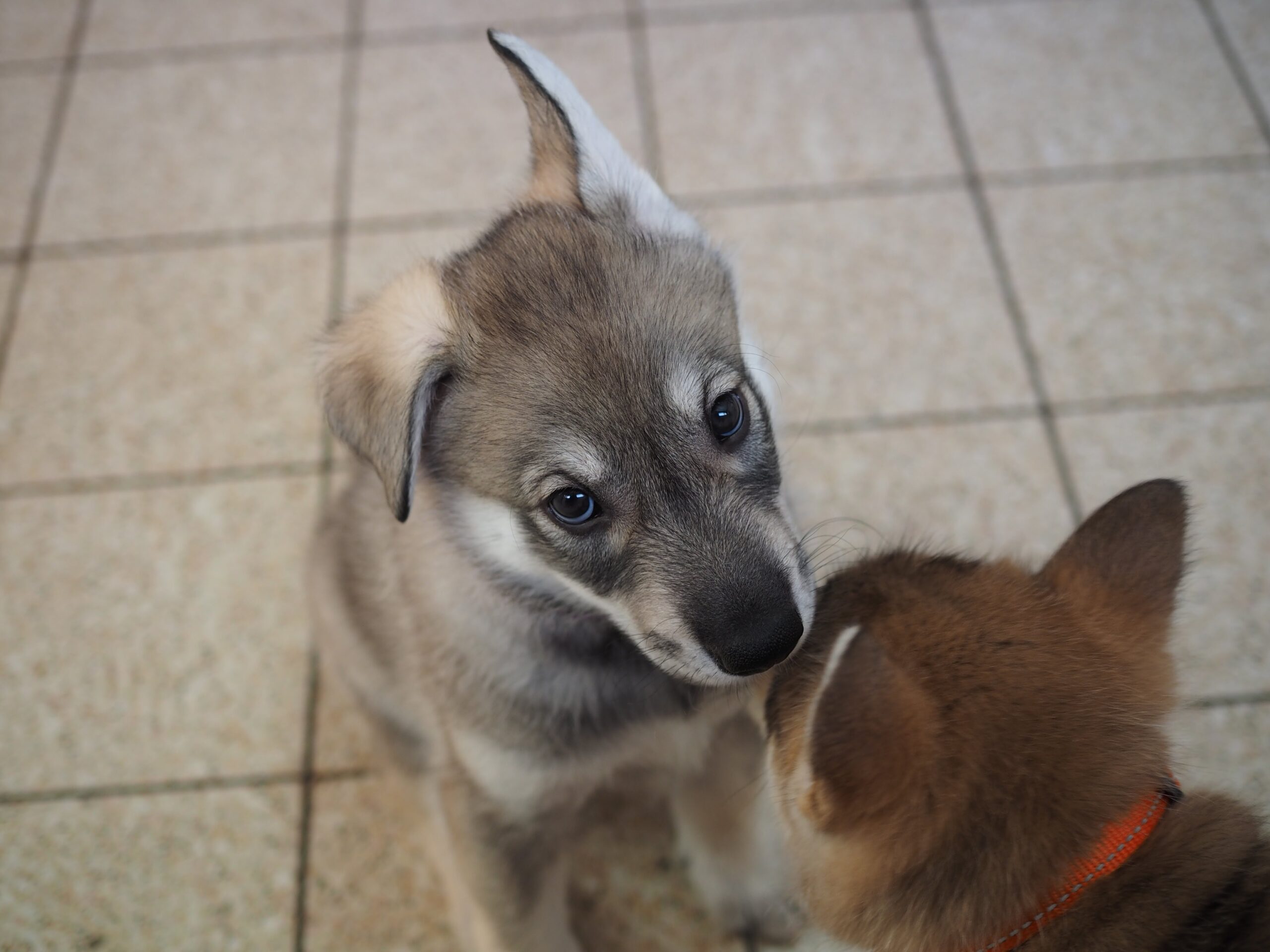 Coefficient of Inbreeding